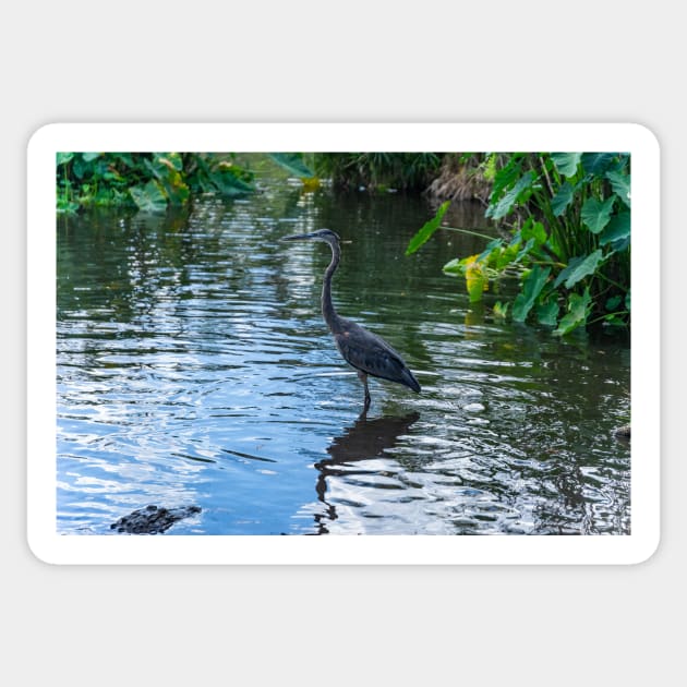 Great Blue Heron 3 Sticker by KensLensDesigns